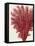 Red Corals 2 a-Fab Funky-Framed Stretched Canvas