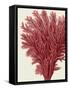 Red Corals 2 a-Fab Funky-Framed Stretched Canvas