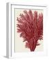 Red Corals 2 a-Fab Funky-Framed Art Print