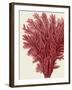 Red Corals 2 a-Fab Funky-Framed Art Print