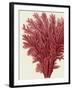 Red Corals 2 a-Fab Funky-Framed Art Print