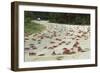 Red Crab (A Land Crab) Crossing Road During Downward-null-Framed Premium Photographic Print