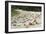 Red Crab (A Land Crab) Crossing Road During Downward-null-Framed Premium Photographic Print