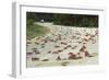 Red Crab (A Land Crab) Crossing Road During Downward-null-Framed Premium Photographic Print