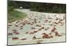 Red Crab (A Land Crab) Crossing Road During Downward-null-Mounted Premium Photographic Print