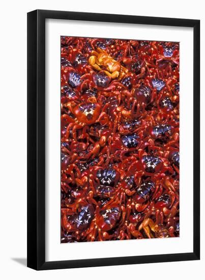 Red Crab (A Land Crab) Females after Spawning-null-Framed Photographic Print