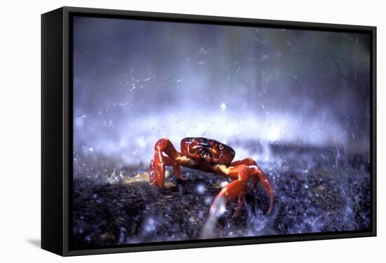 Red Crab (A Land Crab) Single on Migration-null-Framed Stretched Canvas
