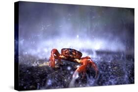 Red Crab (A Land Crab) Single on Migration-null-Stretched Canvas