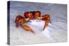 Red Crab (A Land Crab)-null-Stretched Canvas