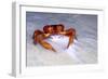 Red Crab (A Land Crab)-null-Framed Photographic Print