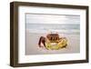 Red crab, Cocos (Keeling) Islands, Indian Ocean, Asia-Lynn Gail-Framed Photographic Print