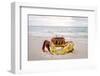 Red crab, Cocos (Keeling) Islands, Indian Ocean, Asia-Lynn Gail-Framed Photographic Print