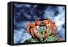 Red Crab Female after Spawning-null-Framed Stretched Canvas