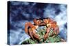 Red Crab Female after Spawning-null-Stretched Canvas