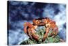 Red Crab Female after Spawning-null-Stretched Canvas