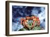 Red Crab Female after Spawning-null-Framed Photographic Print