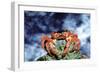 Red Crab Female after Spawning-null-Framed Photographic Print