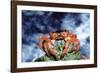 Red Crab Female after Spawning-null-Framed Photographic Print