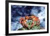 Red Crab Female after Spawning-null-Framed Photographic Print