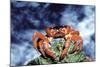 Red Crab Female after Spawning-null-Mounted Photographic Print