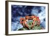 Red Crab Female after Spawning-null-Framed Photographic Print