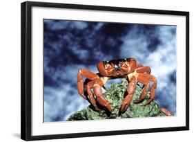 Red Crab Female after Spawning-null-Framed Photographic Print