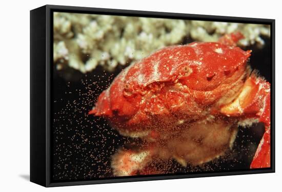 Red Crab Releasing Eggs (Etisus Splendidus), Sudan, Africa, Red Sea.-Reinhard Dirscherl-Framed Stretched Canvas