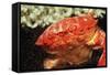 Red Crab Releasing Eggs (Etisus Splendidus), Sudan, Africa, Red Sea.-Reinhard Dirscherl-Framed Stretched Canvas