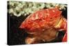 Red Crab Releasing Eggs (Etisus Splendidus), Sudan, Africa, Red Sea.-Reinhard Dirscherl-Stretched Canvas