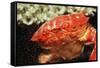 Red Crab Releasing Eggs (Etisus Splendidus), Sudan, Africa, Red Sea.-Reinhard Dirscherl-Framed Stretched Canvas