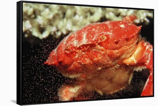 Red Crab Releasing Eggs (Etisus Splendidus), Sudan, Africa, Red Sea.-Reinhard Dirscherl-Framed Stretched Canvas