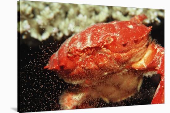 Red Crab Releasing Eggs (Etisus Splendidus), Sudan, Africa, Red Sea.-Reinhard Dirscherl-Stretched Canvas