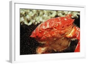 Red Crab Releasing Eggs (Etisus Splendidus), Sudan, Africa, Red Sea.-Reinhard Dirscherl-Framed Photographic Print