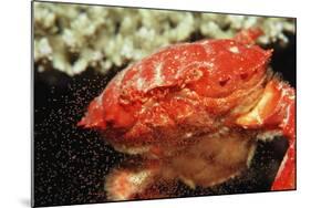 Red Crab Releasing Eggs (Etisus Splendidus), Sudan, Africa, Red Sea.-Reinhard Dirscherl-Mounted Photographic Print