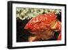 Red Crab Releasing Eggs (Etisus Splendidus), Sudan, Africa, Red Sea.-Reinhard Dirscherl-Framed Photographic Print