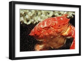 Red Crab Releasing Eggs (Etisus Splendidus), Sudan, Africa, Red Sea.-Reinhard Dirscherl-Framed Photographic Print