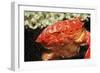 Red Crab Releasing Eggs (Etisus Splendidus), Sudan, Africa, Red Sea.-Reinhard Dirscherl-Framed Photographic Print