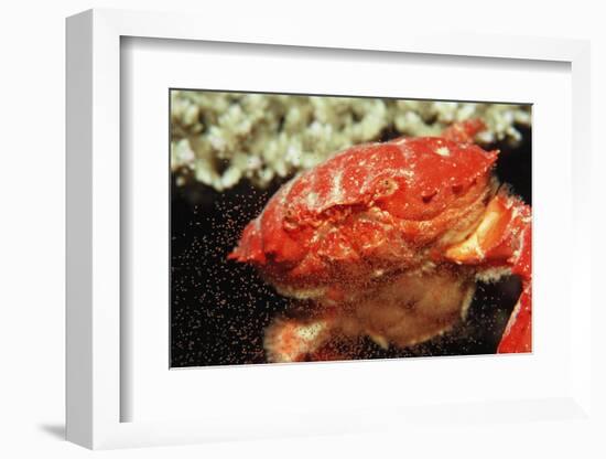 Red Crab Releasing Eggs (Etisus Splendidus), Sudan, Africa, Red Sea.-Reinhard Dirscherl-Framed Photographic Print