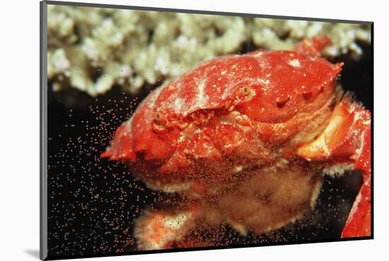 Red Crab Releasing Eggs (Etisus Splendidus), Sudan, Africa, Red Sea.-Reinhard Dirscherl-Mounted Photographic Print