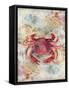 Red Crab-LuAnn Roberto-Framed Stretched Canvas