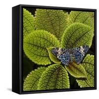 Red Cracker Butterfly (Hamadryas Amphinome) Captive Occurs in the Americas-Loic Poidevin-Framed Stretched Canvas