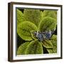 Red Cracker Butterfly (Hamadryas Amphinome) Captive Occurs in the Americas-Loic Poidevin-Framed Photographic Print