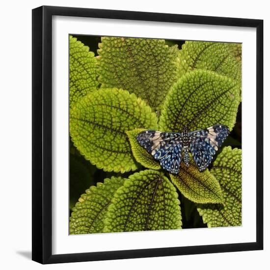 Red Cracker Butterfly (Hamadryas Amphinome) Captive Occurs in the Americas-Loic Poidevin-Framed Photographic Print