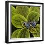 Red Cracker Butterfly (Hamadryas Amphinome) Captive Occurs in the Americas-Loic Poidevin-Framed Photographic Print