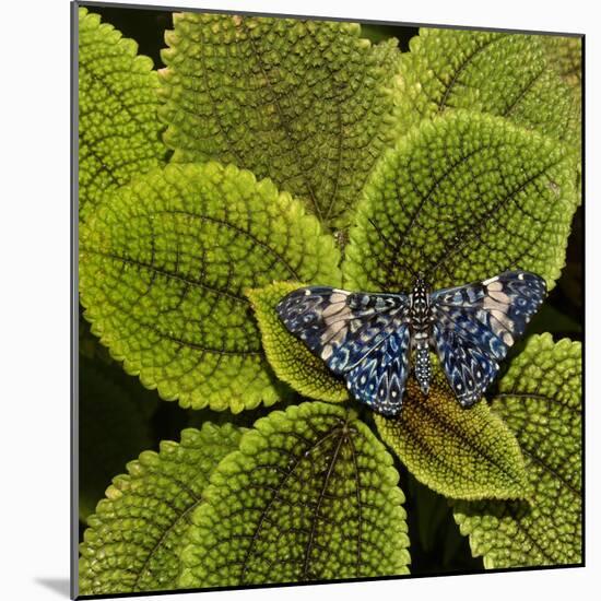 Red Cracker Butterfly (Hamadryas Amphinome) Captive Occurs in the Americas-Loic Poidevin-Mounted Photographic Print
