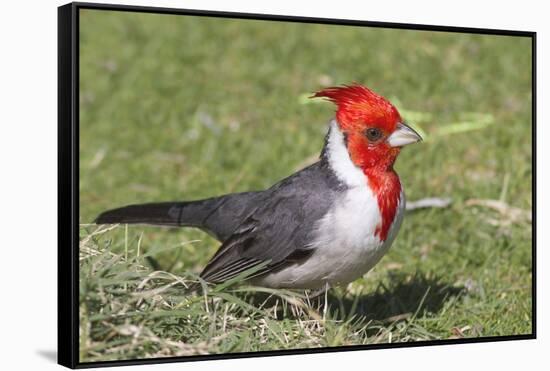 Red-Crested Cardinal-Hal Beral-Framed Stretched Canvas