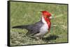 Red-Crested Cardinal-Hal Beral-Framed Stretched Canvas