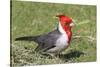 Red-Crested Cardinal-Hal Beral-Stretched Canvas