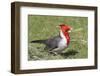 Red-Crested Cardinal-Hal Beral-Framed Photographic Print