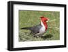 Red-Crested Cardinal-Hal Beral-Framed Photographic Print